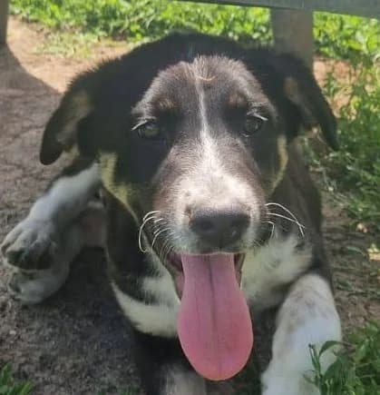 Fiona, female puppy Mixed Breed for adoption at Streunerfreunde e.V. / Streunerhilfe, Aschaffenburg