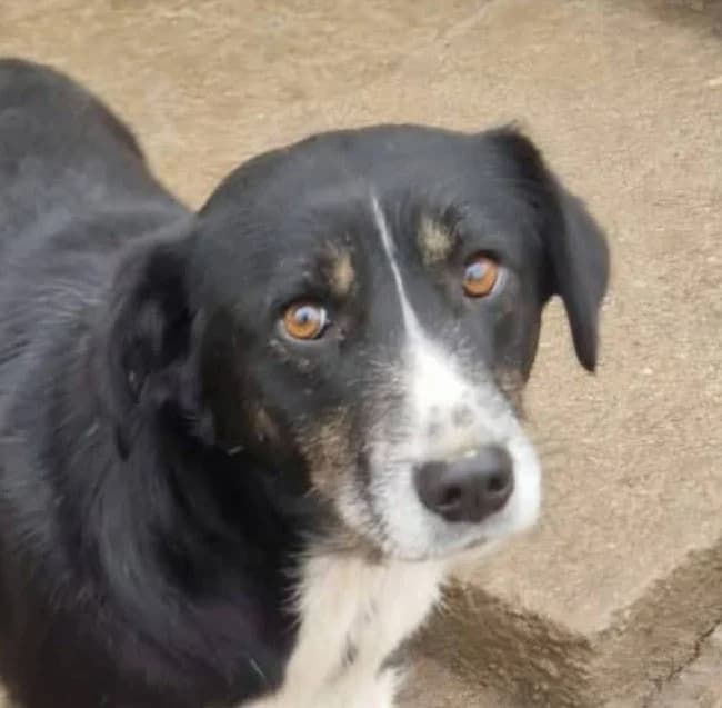 Franca, female 5yo Mixed Breed for adoption at Streunerfreunde e.V. / Streunerhilfe, Aschaffenburg