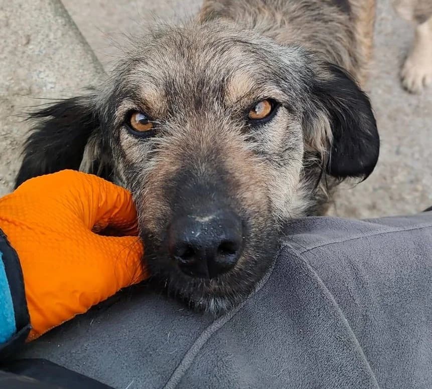 Hanni, female young Mixed Breed for adoption at Streunerfreunde e.V. / Streunerhilfe, Aschaffenburg