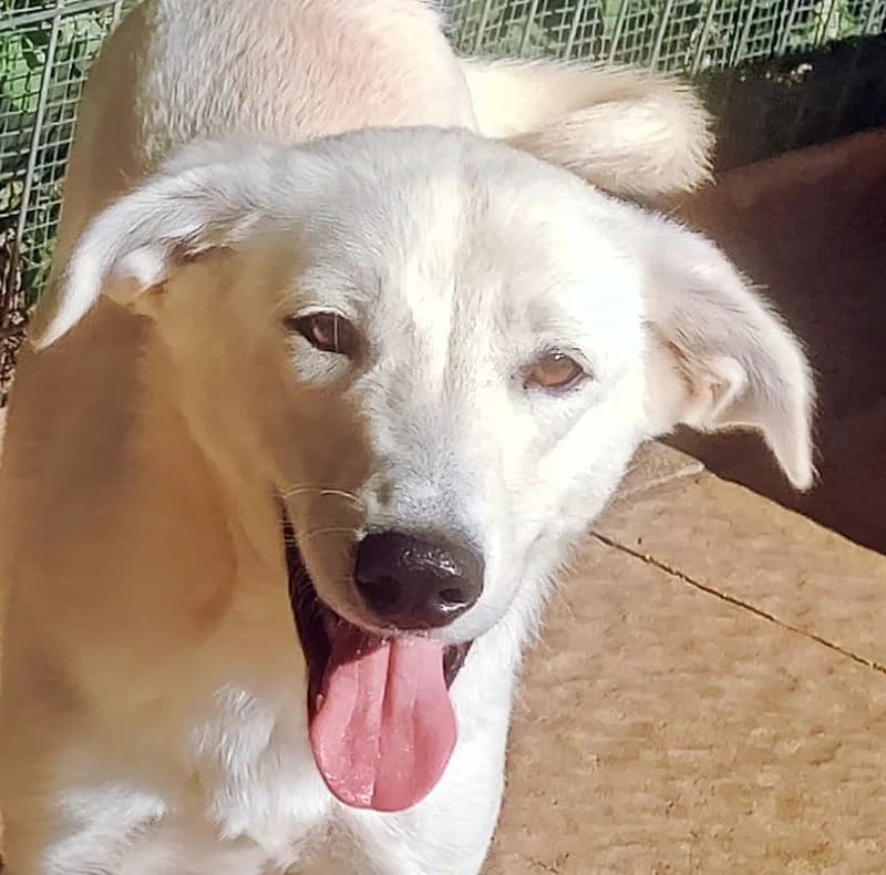 Iljo, male 3yo Mixed Breed for adoption at Streunerfreunde e.V. / Streunerhilfe, Aschaffenburg