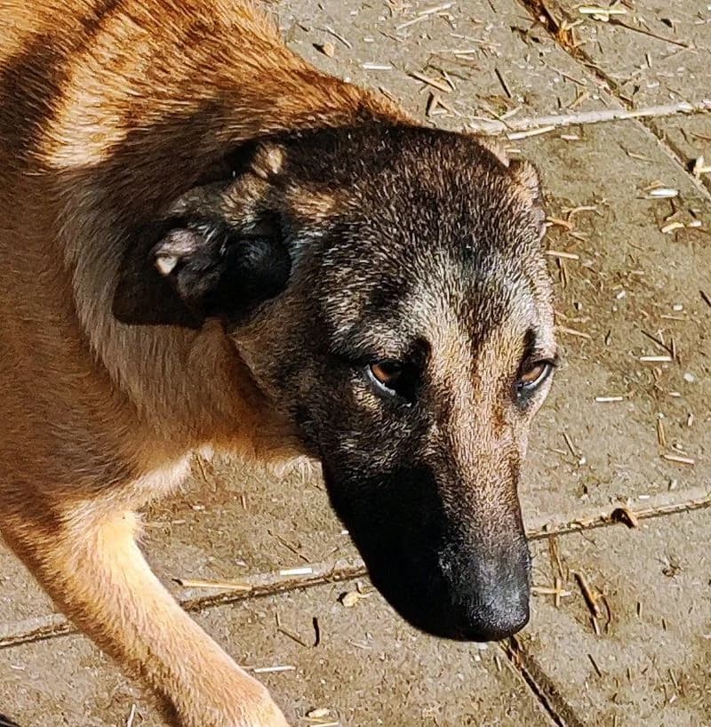 Jodie, female 3yo Mixed Breed for adoption at Streunerfreunde e.V. / Streunerhilfe, Aschaffenburg