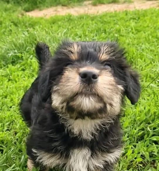 Kiwi, female puppy Mixed Breed for adoption at Streunerfreunde e.V. / Streunerhilfe, Aschaffenburg