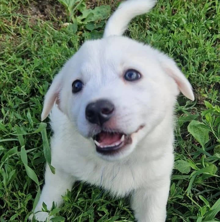 Knut, male puppy Mixed Breed for adoption at Streunerfreunde e.V. / Streunerhilfe, Aschaffenburg