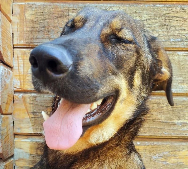 Lago, male 3yo Mixed Breed for adoption at Streunerfreunde e.V. / Streunerhilfe, Aschaffenburg