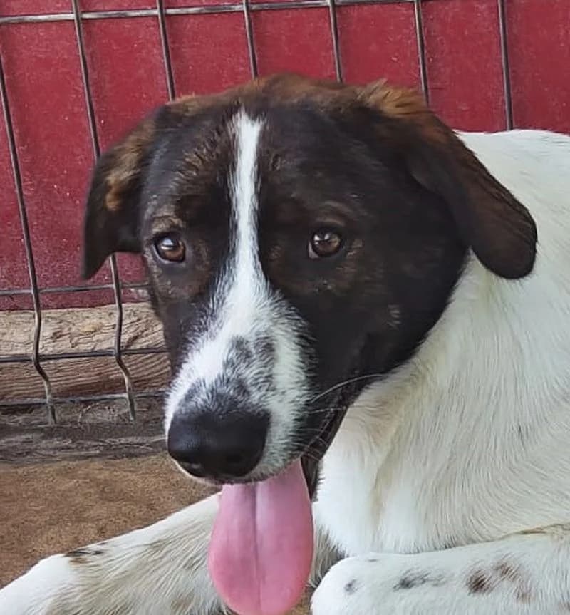 Larry, male 3yo Mixed Breed for adoption at Streunerfreunde e.V. / Streunerhilfe, Aschaffenburg