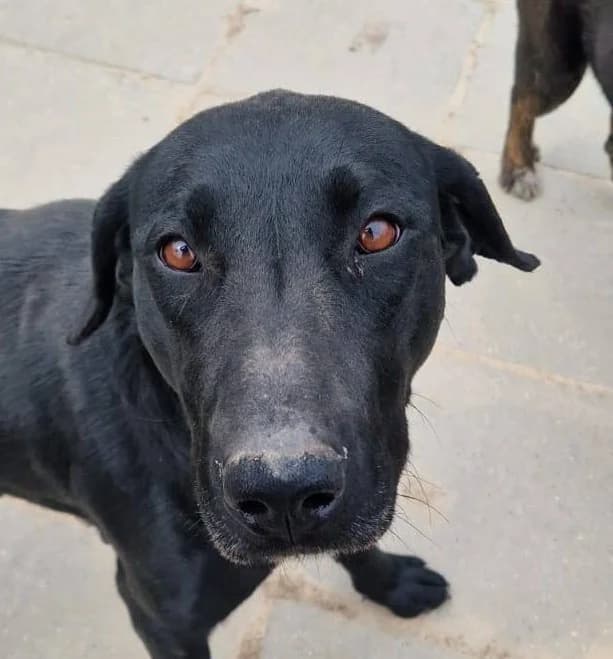 Layla, female 5yo Mixed Breed for adoption at Streunerfreunde e.V. / Streunerhilfe, Aschaffenburg
