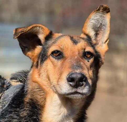 Lisana, female 6yo Mixed Breed for adoption at Streunerfreunde e.V. / Streunerhilfe, Aschaffenburg