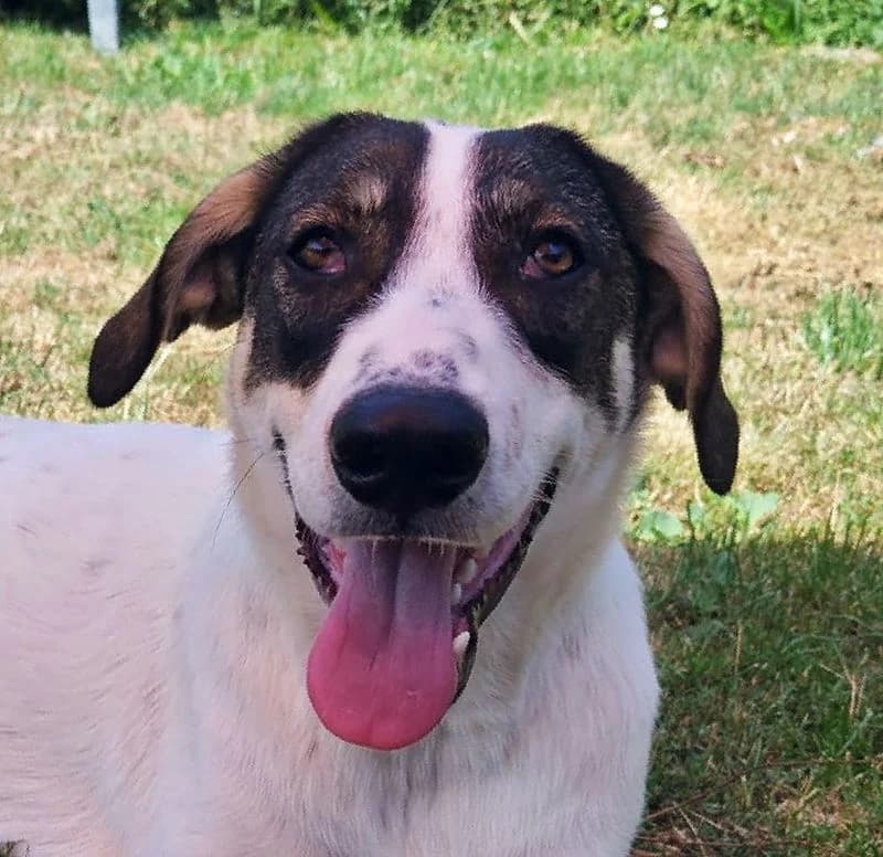 Little Joe, male 3yo Mixed Breed for adoption at Streunerfreunde e.V. / Streunerhilfe, Aschaffenburg