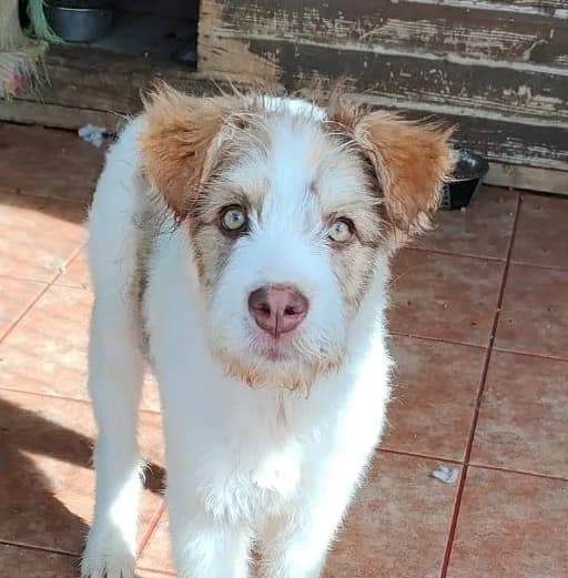 Luzie, female young Mixed Breed for adoption at Streunerfreunde e.V. / Streunerhilfe, Aschaffenburg