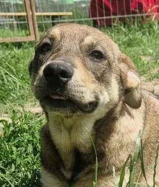 Maja, female puppy Mixed Breed for adoption at Streunerfreunde e.V. / Streunerhilfe, Aschaffenburg
