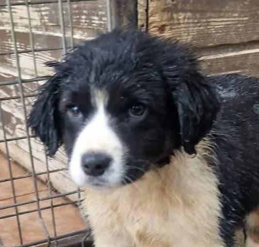 Majolie, female young Mixed Breed for adoption at Streunerfreunde e.V. / Streunerhilfe, Aschaffenburg