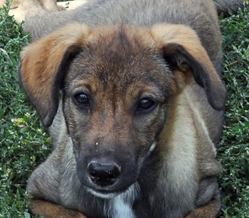 Milo, male young Mixed Breed for adoption at Streunerfreunde e.V. / Streunerhilfe, Aschaffenburg