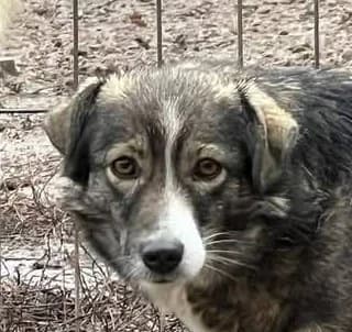 Mina, female 4yo Mixed Breed for adoption at Streunerfreunde e.V. / Streunerhilfe, Aschaffenburg