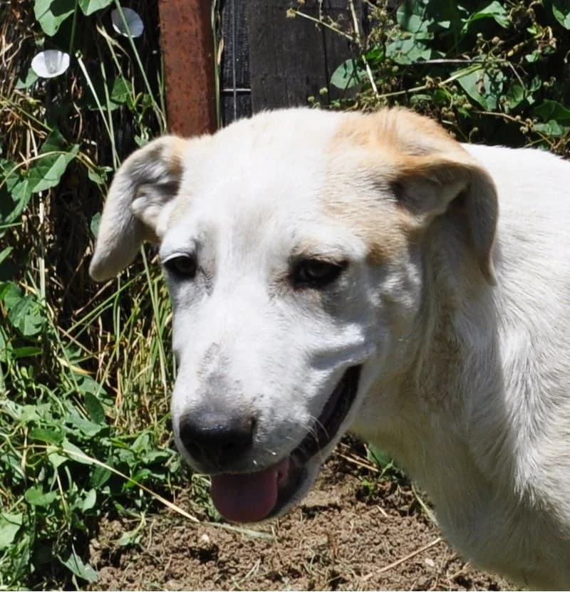 Mira, female young Mixed Breed for adoption at Streunerfreunde e.V. / Streunerhilfe, Aschaffenburg