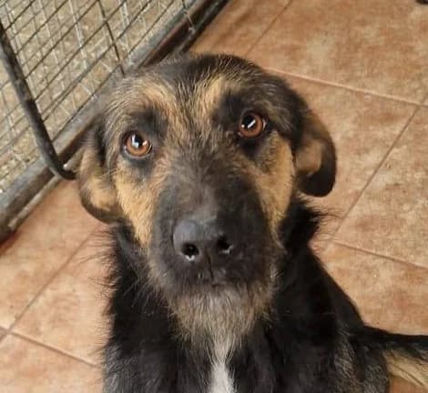 Rasty, male young Mixed Breed for adoption at Streunerfreunde e.V. / Streunerhilfe, Aschaffenburg