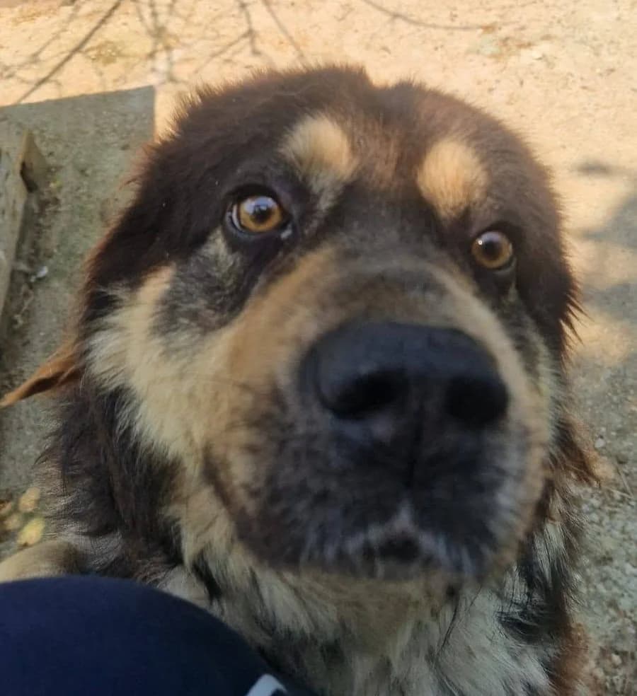 Ricky, male 5yo Mixed Breed for adoption at Streunerfreunde e.V. / Streunerhilfe, Aschaffenburg