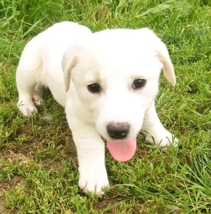 Ruby, female puppy Mixed Breed for adoption at Streunerfreunde e.V. / Streunerhilfe, Aschaffenburg