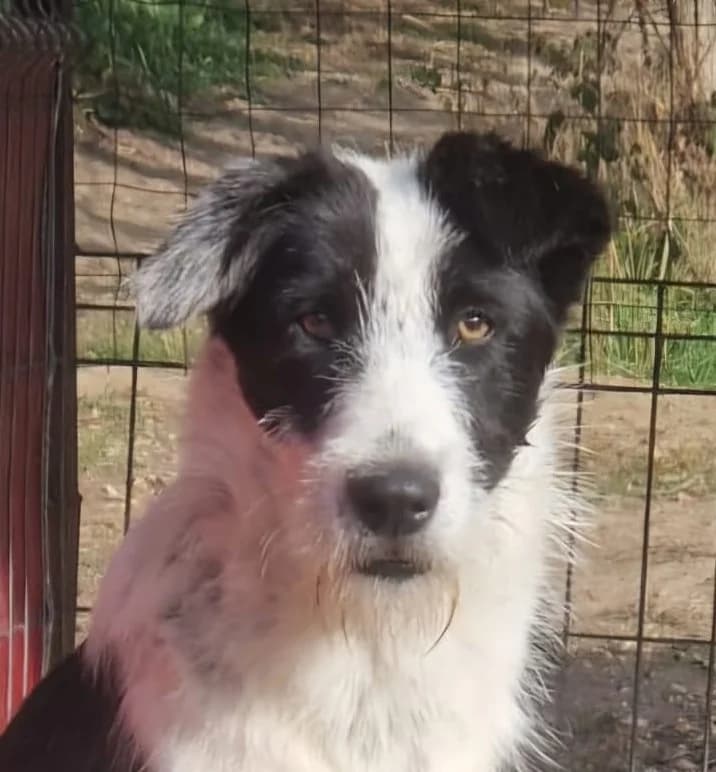 Sammy, male puppy Mixed Breed for adoption at Streunerfreunde e.V. / Streunerhilfe, Aschaffenburg