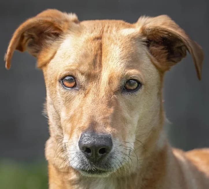 Slow, male 6yo Mixed Breed for adoption at Streunerfreunde e.V. / Streunerhilfe, Aschaffenburg