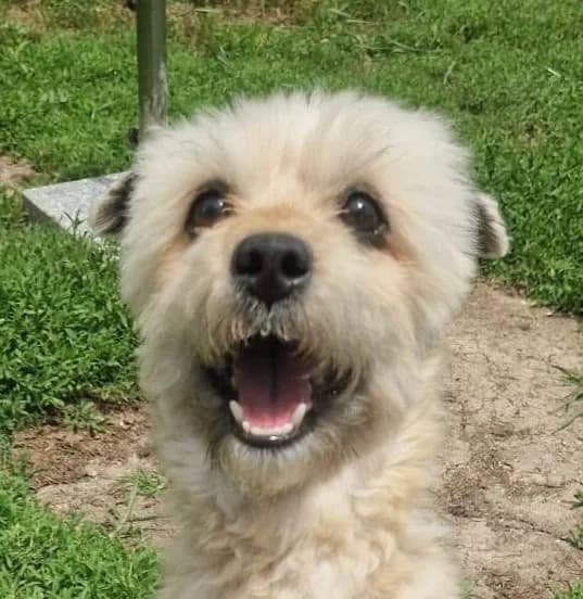 Taro, male 4yo Mixed Breed for adoption at Streunerfreunde e.V. / Streunerhilfe, Aschaffenburg