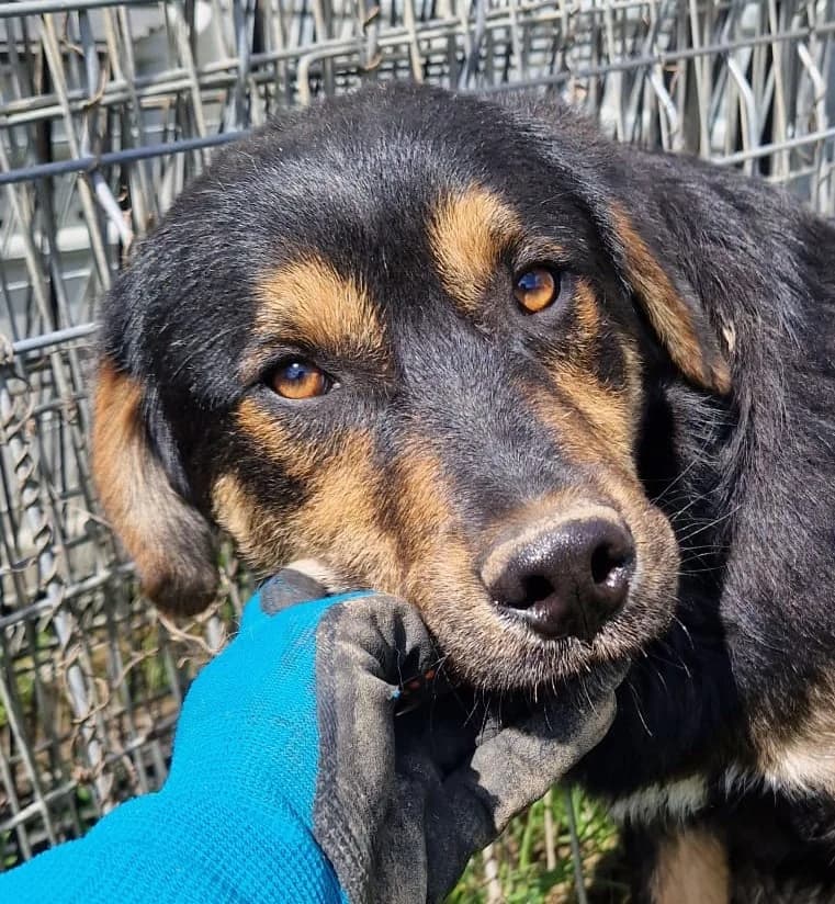 Toby, male young Mixed Breed for adoption at Streunerfreunde e.V. / Streunerhilfe, Aschaffenburg