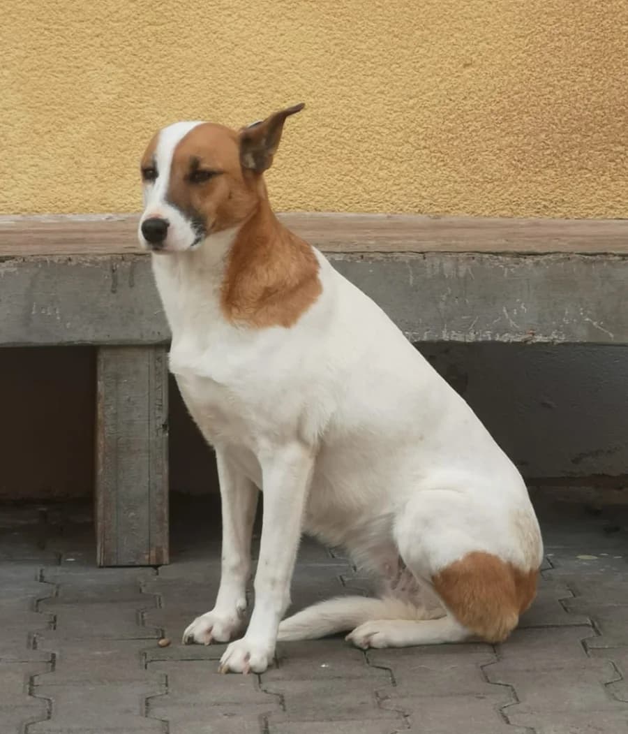 Lari, female 7yo Mixed Breed for adoption at Streunerhilfe Altmühlfranken e.V.