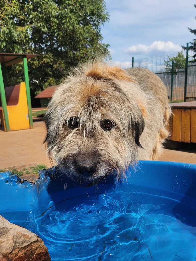 Strolchi, male senior Mixed Breed for adoption at Streunerhilfe Altmühlfranken e.V.