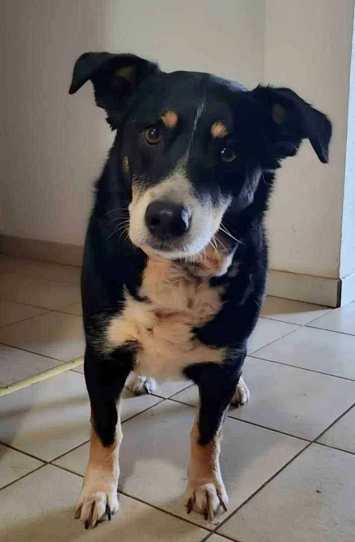 Frodo, male 7yo Mixed Breed for adoption at Streunerhilfe Altmühlfranken e.V.
