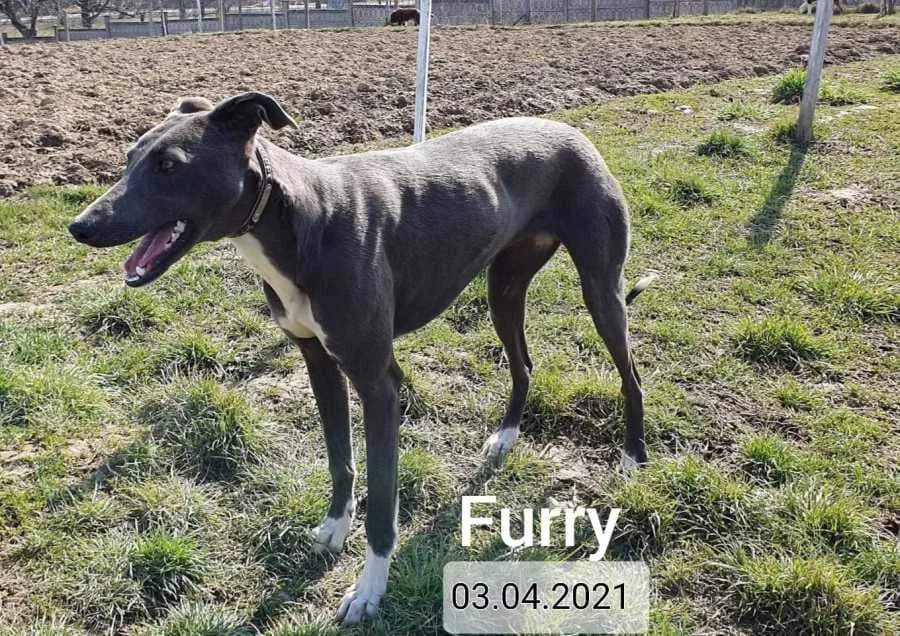 Amy, female 6yo Mixed Breed for adoption at Streunerhilfe Altmühlfranken e.V.