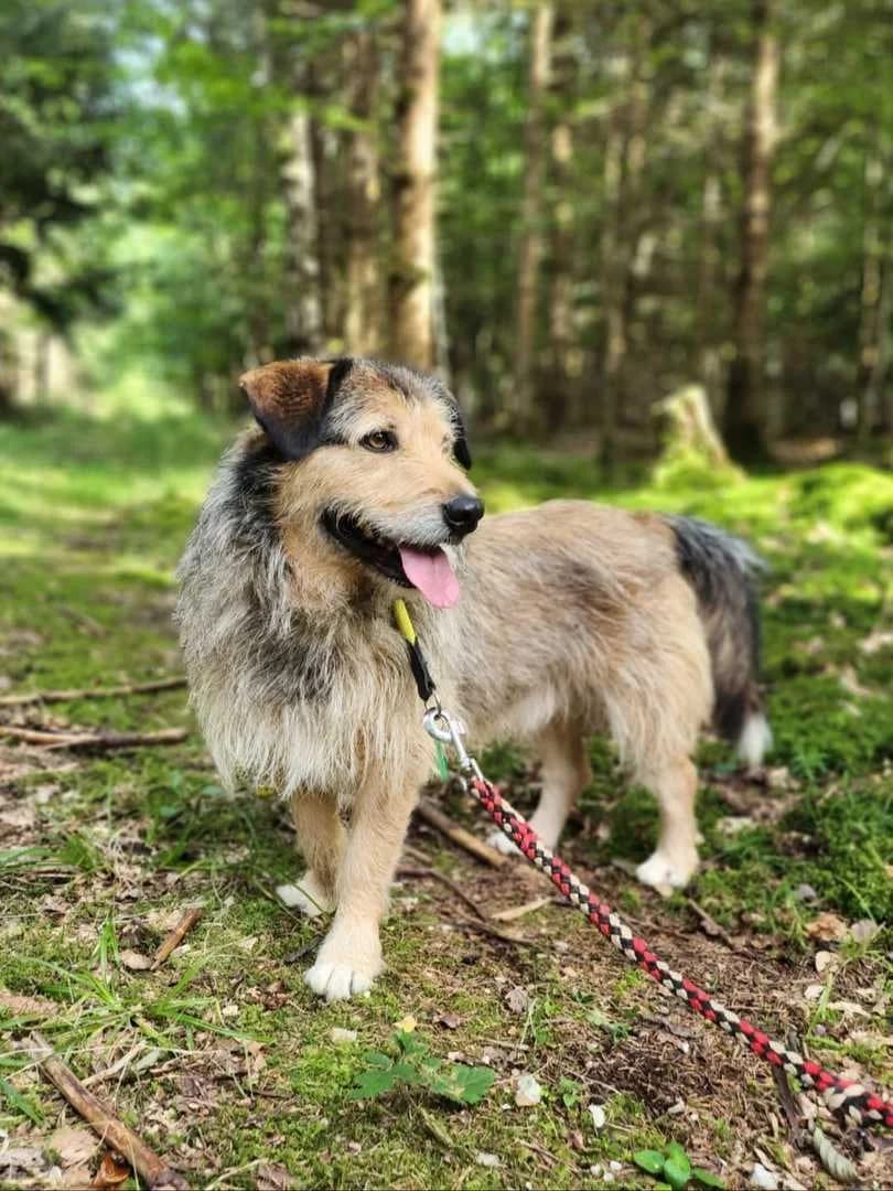 Happy, male 5yo Mixed Breed for adoption at Streunerhilfe Altmühlfranken e.V.