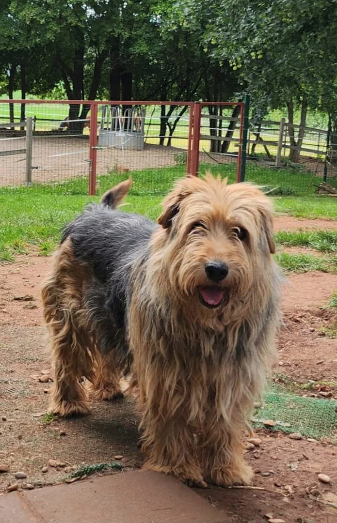 Teddy, male senior Mixed Breed for adoption at Streunerhilfe Altmühlfranken e.V.