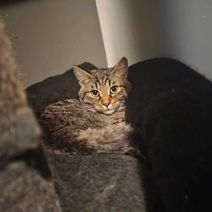 Lio, male young European Shorthair for adoption at Streunerhilfe Duisburg by Tierhilfe mit Herz e.V, Duisburg