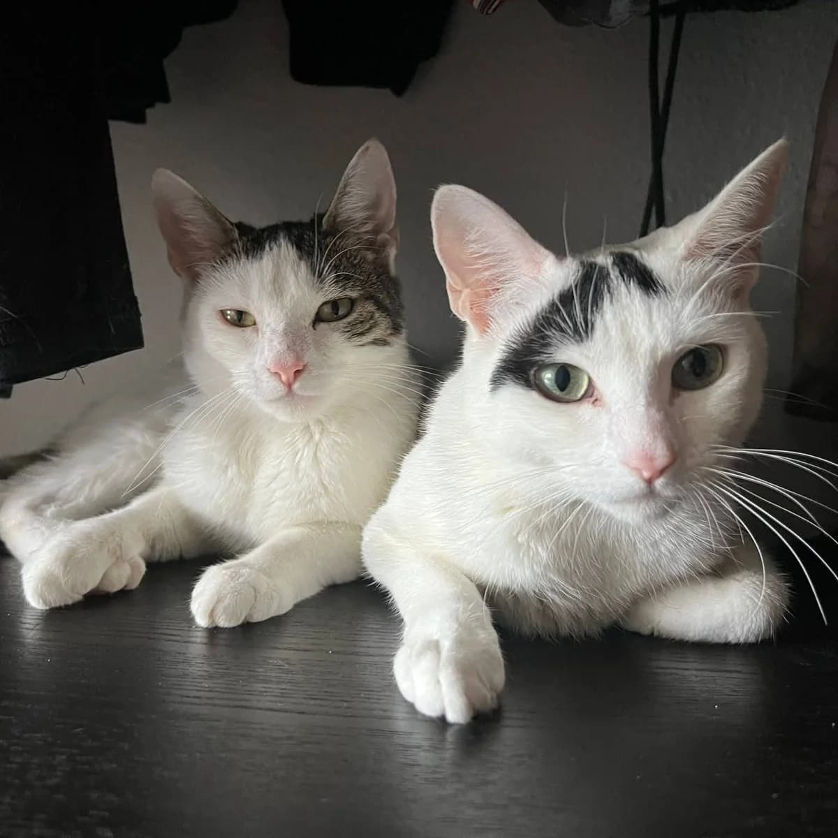 Lea und Bea, female young European Shorthair for adoption at Streunerhilfe Duisburg by Tierhilfe mit Herz e.V, Duisburg