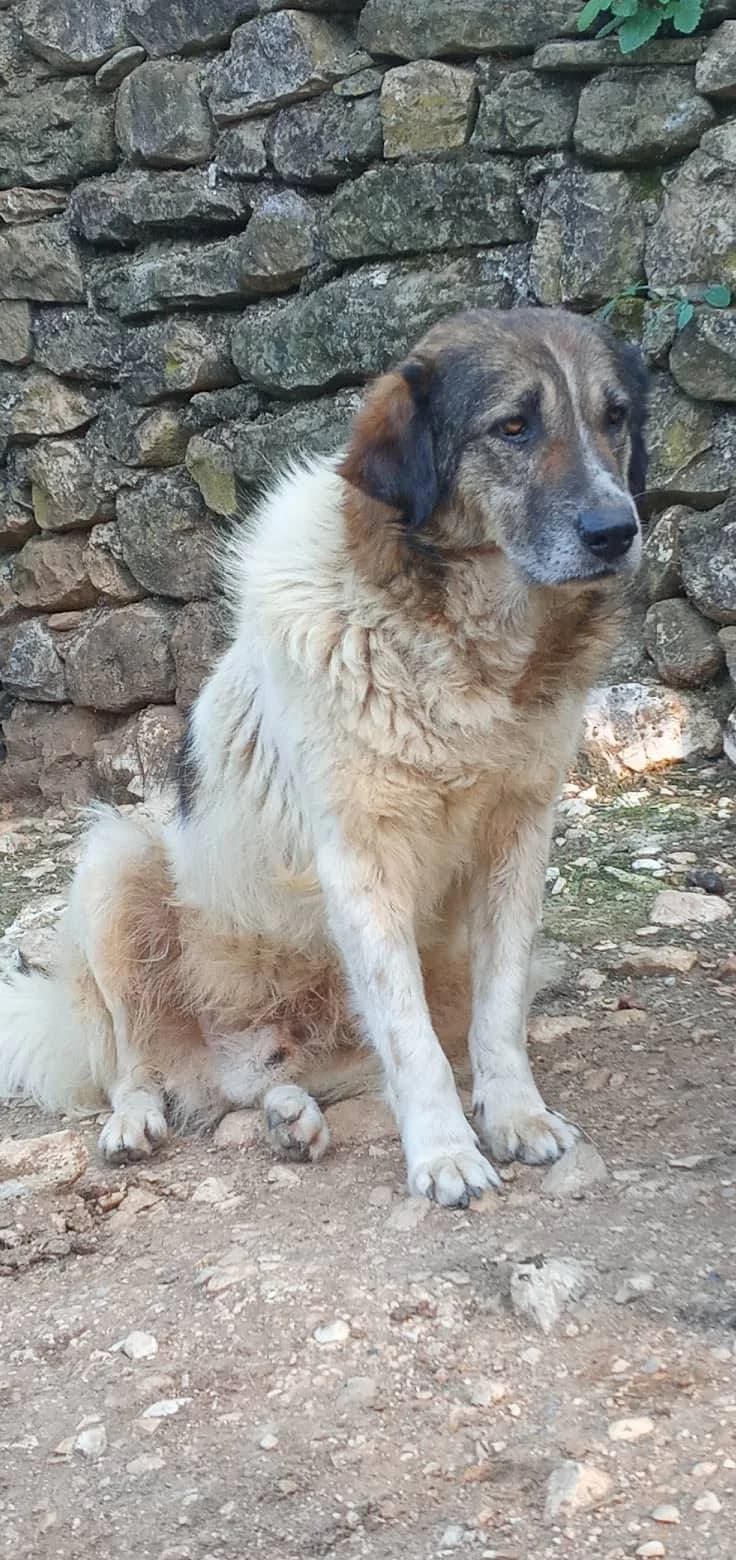 Drago, senior Mixed Breed for adoption at Streunerhilfe International e.V., Wiehl