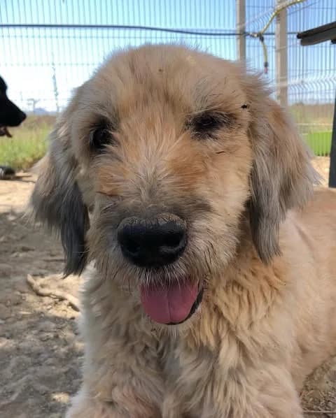 Plaka, female senior Mixed Breed for adoption at Streunerhilfe International e.V., Wiehl