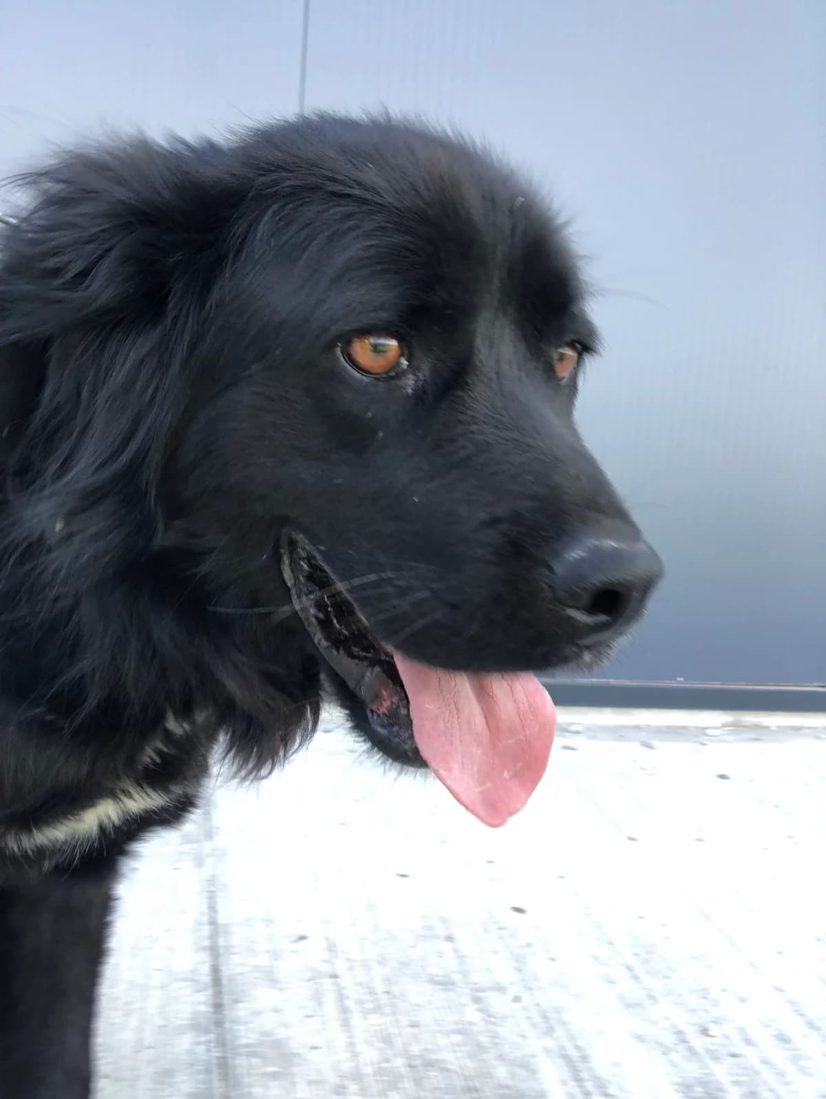 Nero, male 4yo Mixed Breed for adoption at Streunerhilfe International e.V., Wiehl