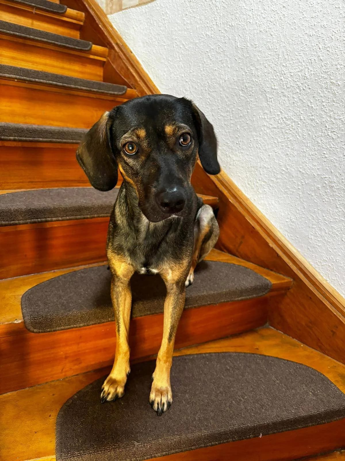 Brownie, Mixed Breed for adoption at Streunerhilfe International e.V., Wiehl