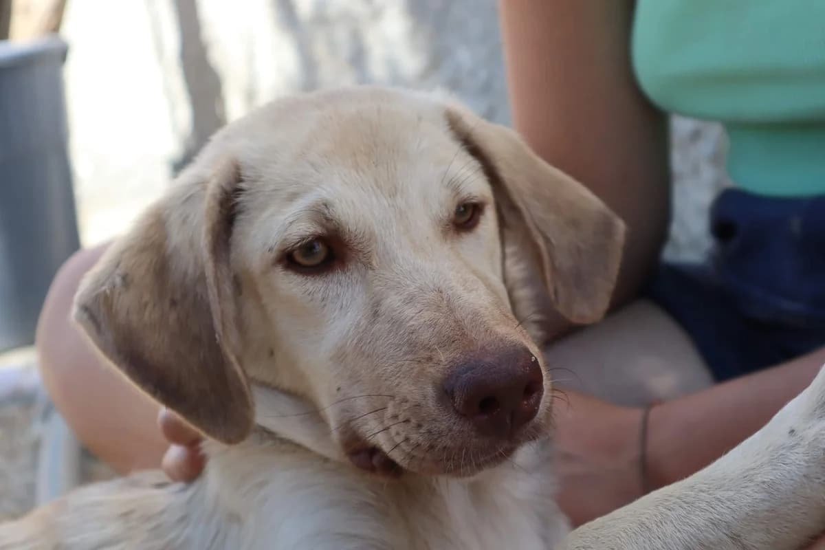 Bianca, female 6yo Mixed Breed for adoption at Streunerhilfe International e.V., Wiehl