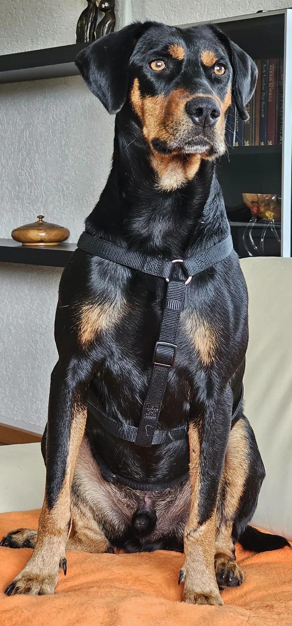 Bianca, female 6yo Mixed Breed for adoption at Streunerhilfe International e.V., Wiehl