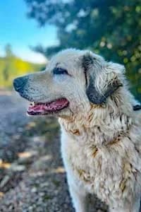 Zorro, senior Mixed Breed for adoption at Streunerhilfe Susi & Strolch e.V., Patersdorf