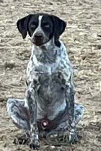 Ares, 5yo Mixed Breed for adoption at Streunerhilfe Susi & Strolch e.V., Patersdorf
