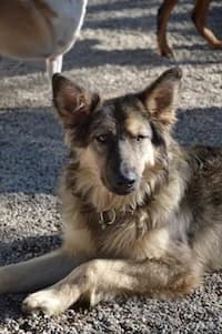 Lupo, senior Mixed Breed for adoption at Streunerhilfe Susi & Strolch e.V., Patersdorf