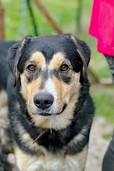 Bert, 3yo Mixed Breed for adoption at Streunerhilfe Susi & Strolch e.V., Patersdorf