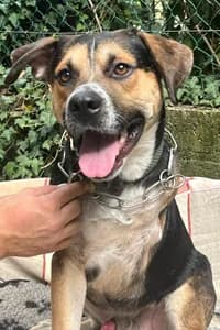 Stefano, 5yo Mixed Breed for adoption at Streunerhilfe Susi & Strolch e.V., Patersdorf