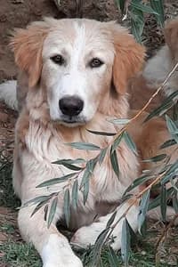 Caronte, 3yo Mixed Breed for adoption at Streunerhilfe Susi & Strolch e.V., Patersdorf