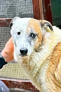Thyson, senior Mixed Breed for adoption at Streunerhilfe Susi & Strolch e.V., Patersdorf