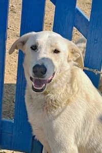 Sammy, 4yo Mixed Breed for adoption at Streunerhilfe Susi & Strolch e.V., Patersdorf