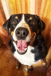 Bubi (NOTFALL!), 5yo Mixed Breed for adoption at Streunerhilfe Susi & Strolch e.V., Patersdorf