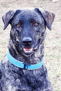 Multik, 3yo Mixed Breed for adoption at Streunerhilfe Susi & Strolch e.V., Patersdorf