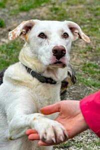 Ice, 4yo Mixed Breed for adoption at Streunerhilfe Susi & Strolch e.V., Patersdorf